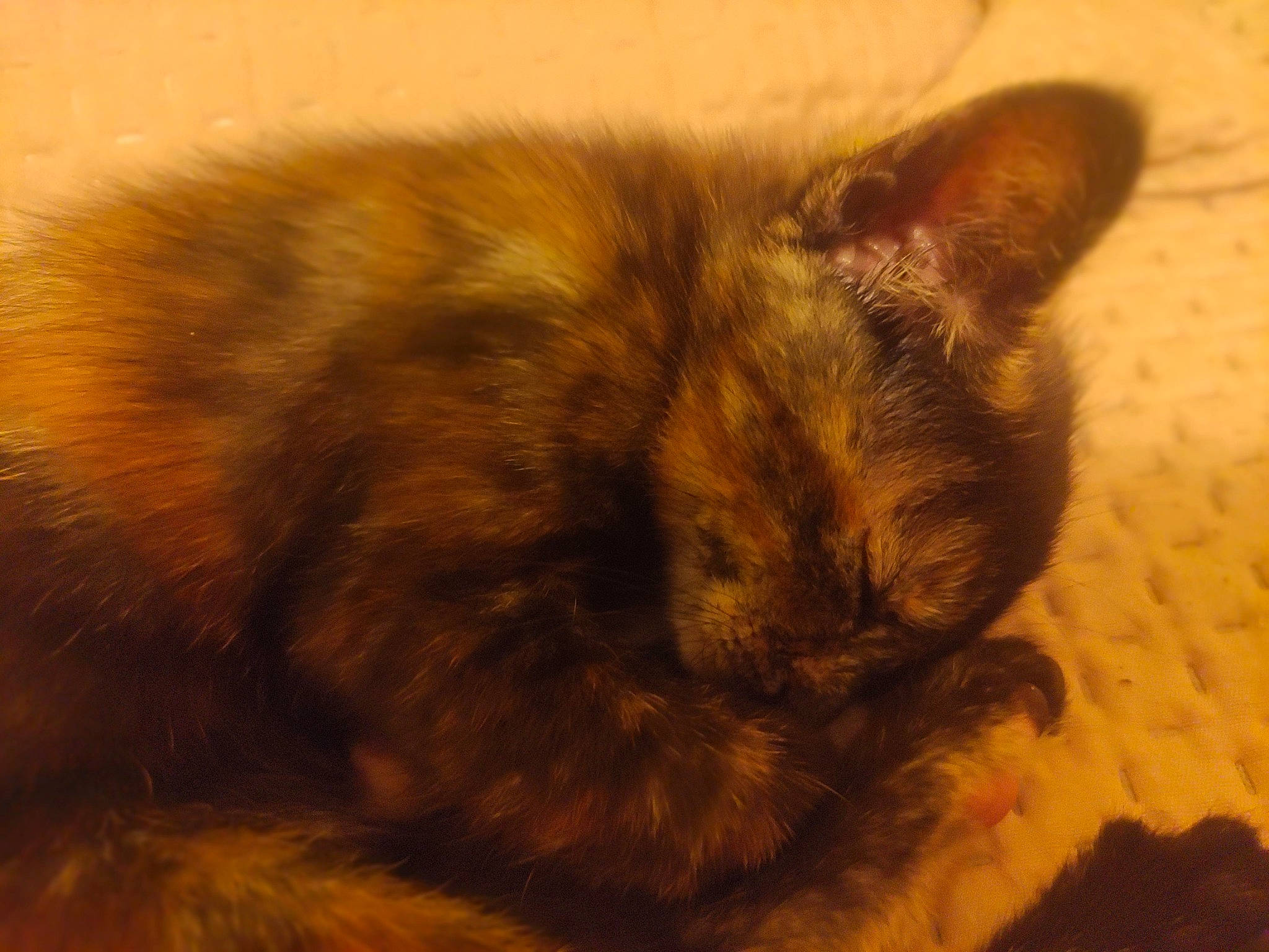 Fatou participe au concours pour gagner de l'argent avec cette photo : canidae, carnivore, cat, claw, comfort, domestic_short_haired_cat, fawn, felidae, fur, nap, paw, sleep, small_to_medium_sized_cats, tail, terrestrial_animal, whiskers