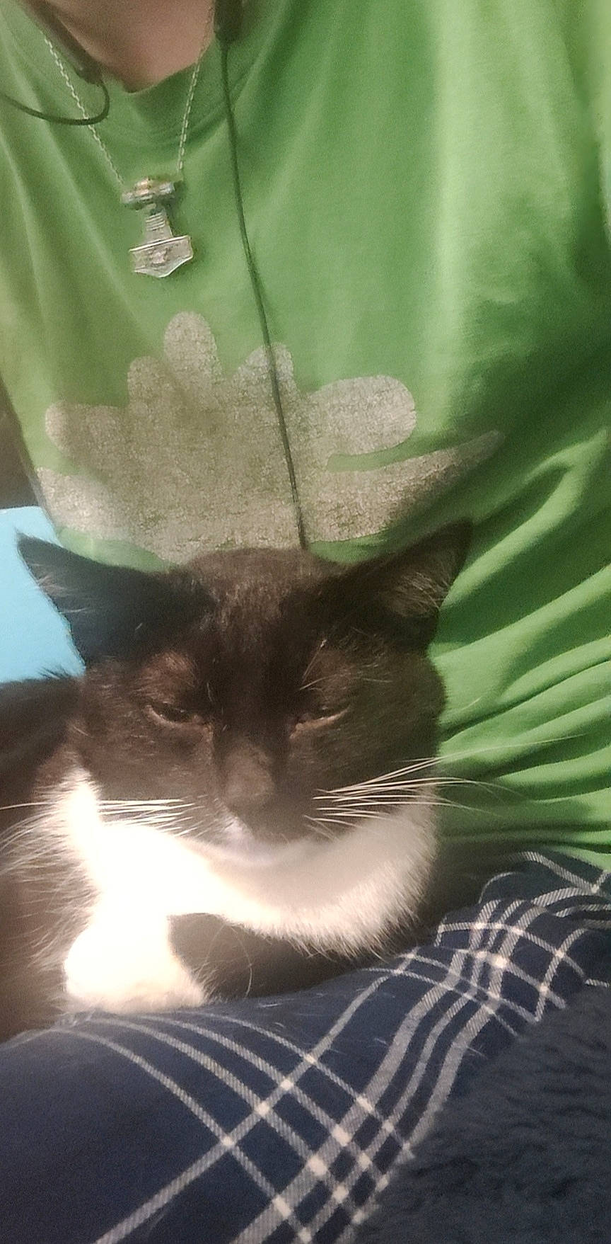 Pouf a rejoint le concours — aidez-le/la à gagner de superbes lots ! carnivore, cat, comfort, domestic_short_haired_cat, felidae, fur, grass, linens, pattern, plant, small_to_medium_sized_cats, snout, tail, terrestrial_animal, whiskers, window