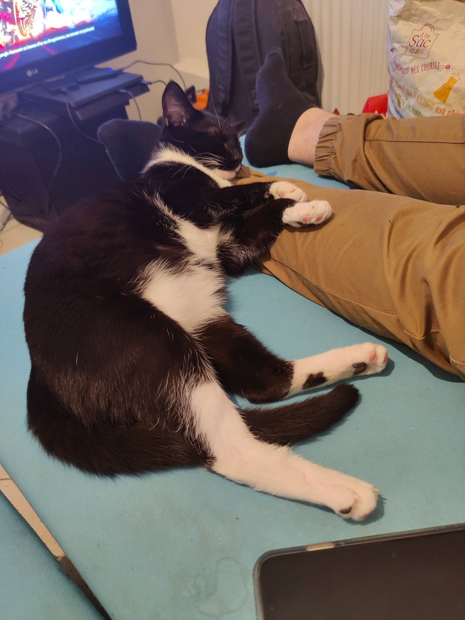 Pouf a rejoint le concours — aidez-le/la à gagner de superbes lots ! carnivore, cat, comfort, companion_dog, display_device, dog_breed, felidae, flooring, fur, home_appliance, lap, led_backlit_lcd_display, picture_frame, room, small_to_medium_sized_cats, sporting_group, tail, television, television_set, whiskers