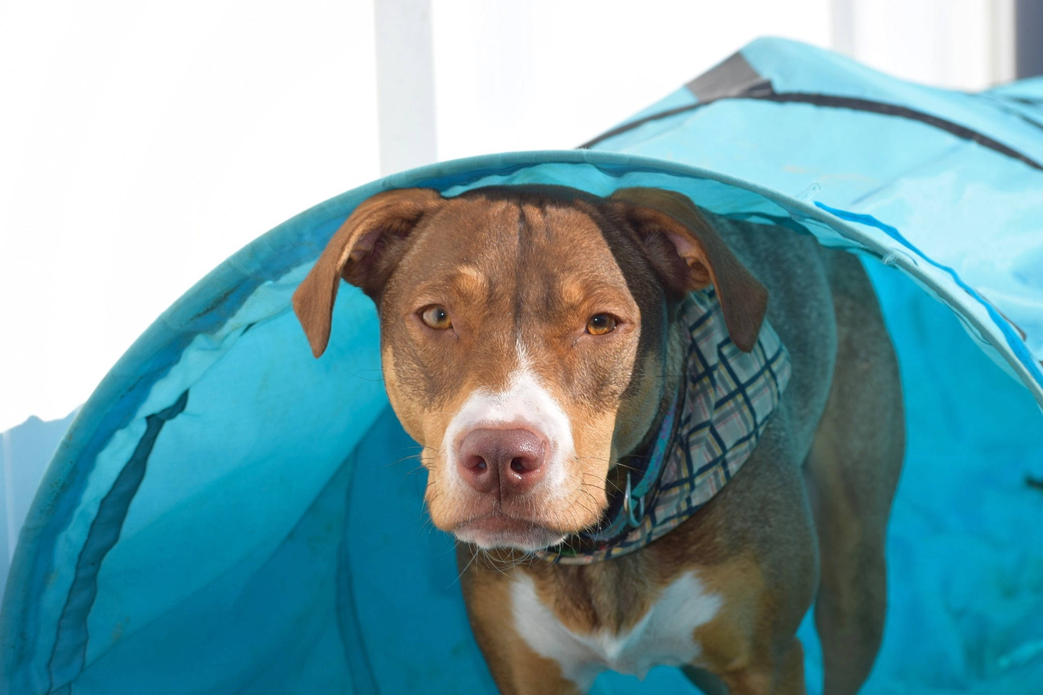 Rosie joined the competition — help win amazing prizes! canidae, carnivore, circle, companion_dog, dog, dog_breed, dog_supply, electric_blue, fawn, fun, hunting_dog, liver, snout, sporting_group, whiskers, working_animal