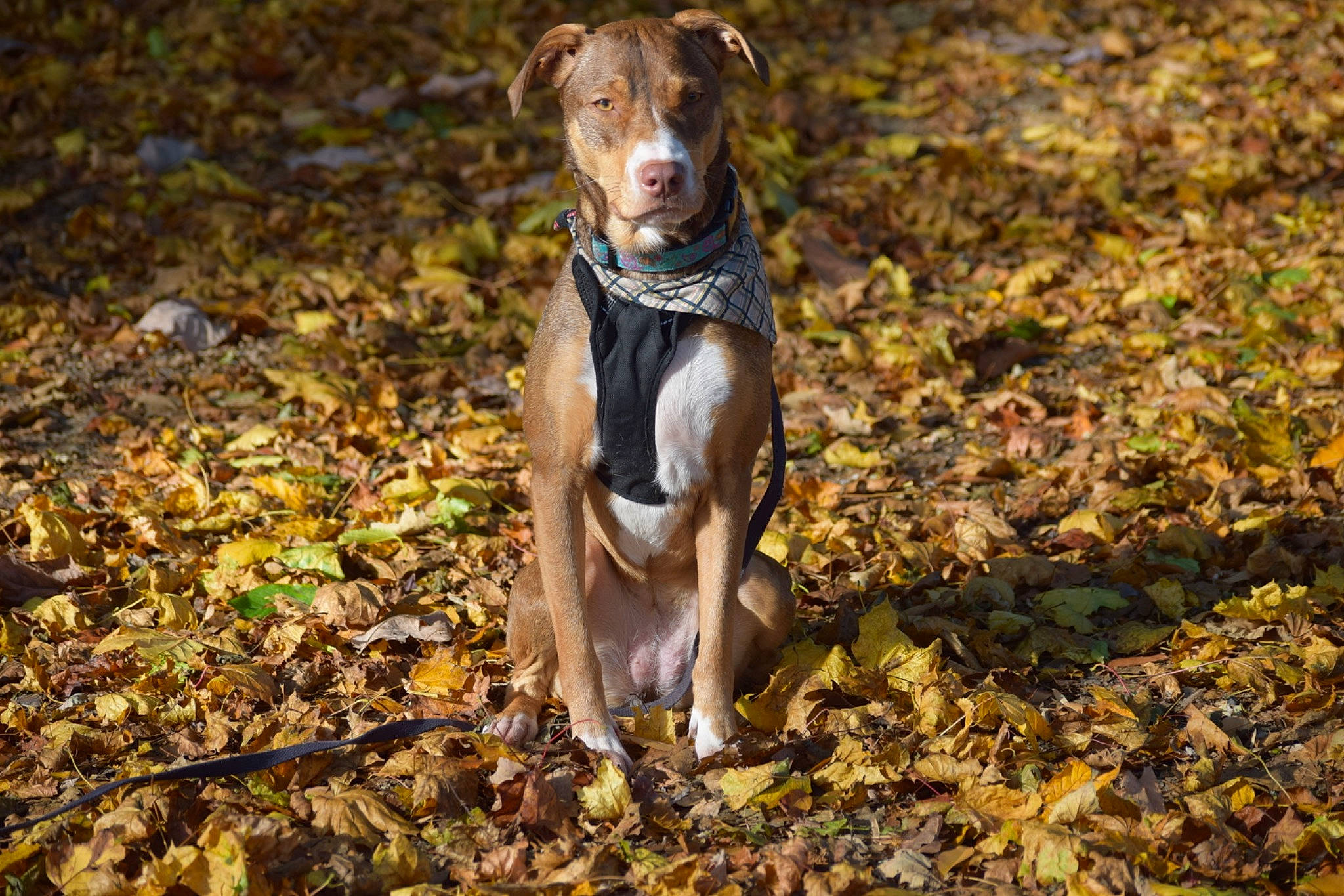 Rosie is registered to the contest to win money with this photo: canidae, carnivore, collar, companion_dog, deciduous, dog, dog_breed, dog_collar, fawn, forest, grass, liver, plant, soil, sporting_group, terrestrial_animal, wildlife, wood, woodland, working_animal