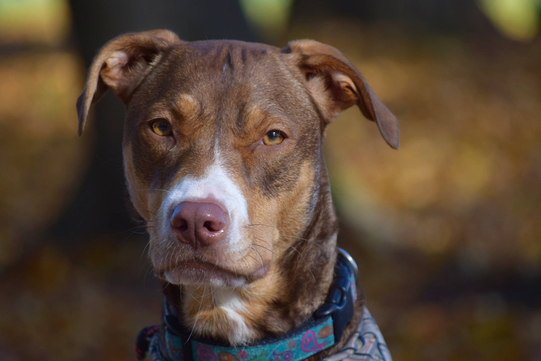 Rosie is registered to the contest to win money with this photo: canidae, carnivore, close_up, collar, companion_dog, dog, dog_breed, dog_collar, eye, fawn, fur, grass, head, liver, snout, sporting_group, terrestrial_animal, whiskers, working_animal, working_dog