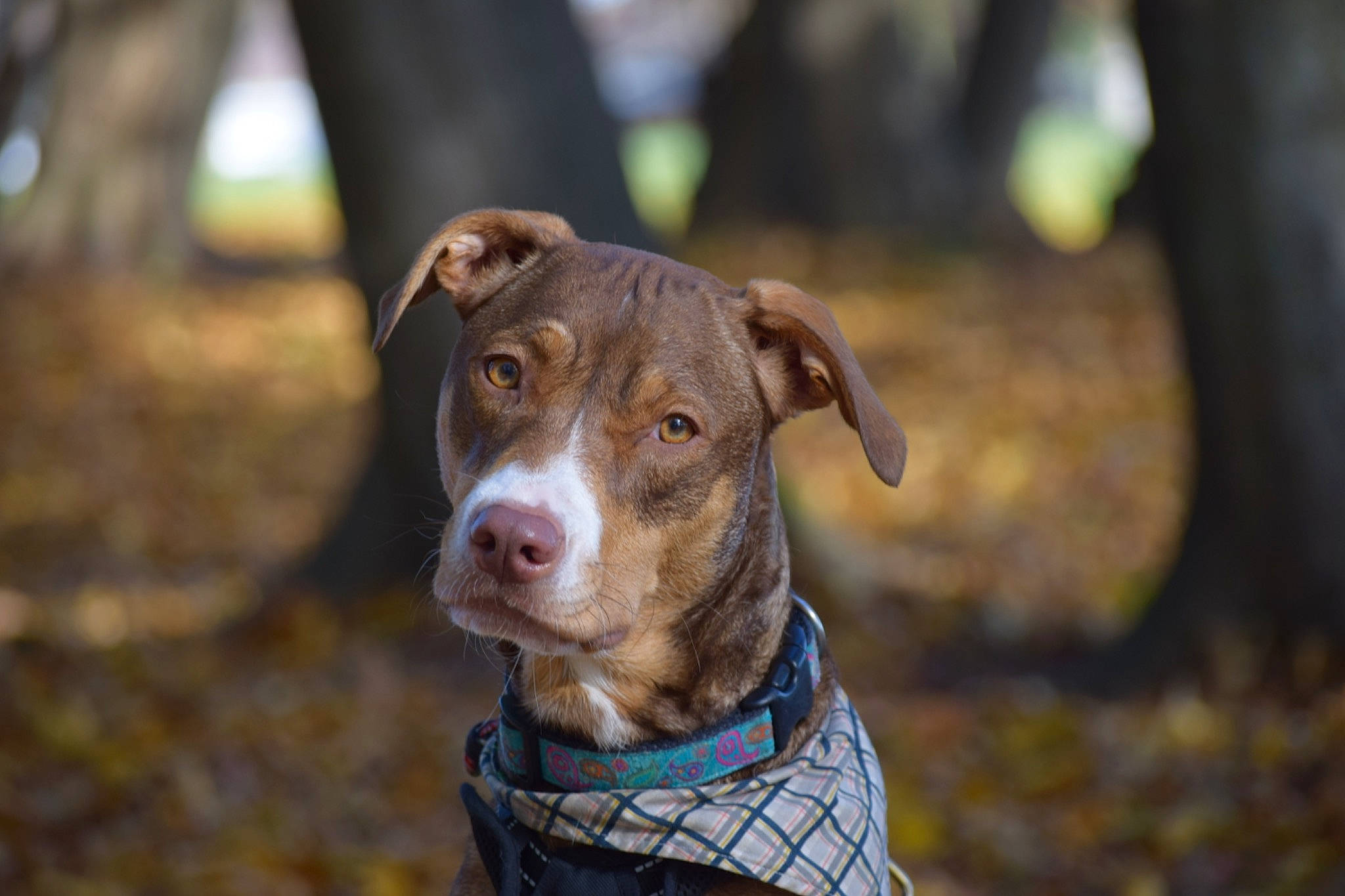 Rosie is registered to the contest to win money with this photo: canidae, carnivore, collar, companion_dog, dog, dog_breed, dog_collar, fawn, grass, gun_dog, hunting_dog, leash, liver, non_sporting_group, plant, snout, sporting_group, whiskers, working_animal, working_dog