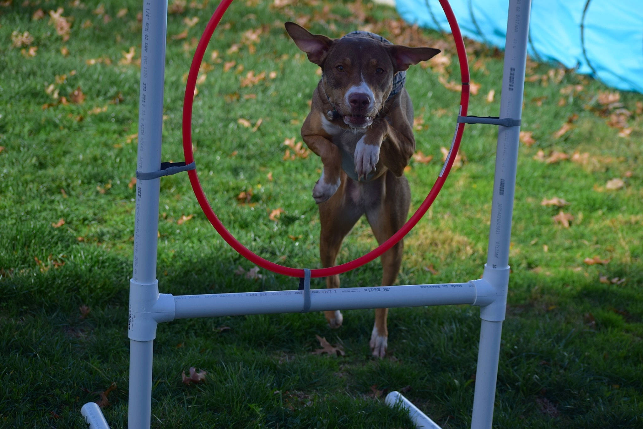 Rosie is registered to the contest to win money with this photo: canidae, carnivore, collar, companion_dog, dog, dog_agility, dog_breed, dog_collar, fawn, grass, guard_dog, leash, liver, pet_supply, plant, sporting_group, tail, toy_dog, working_animal, working_dog