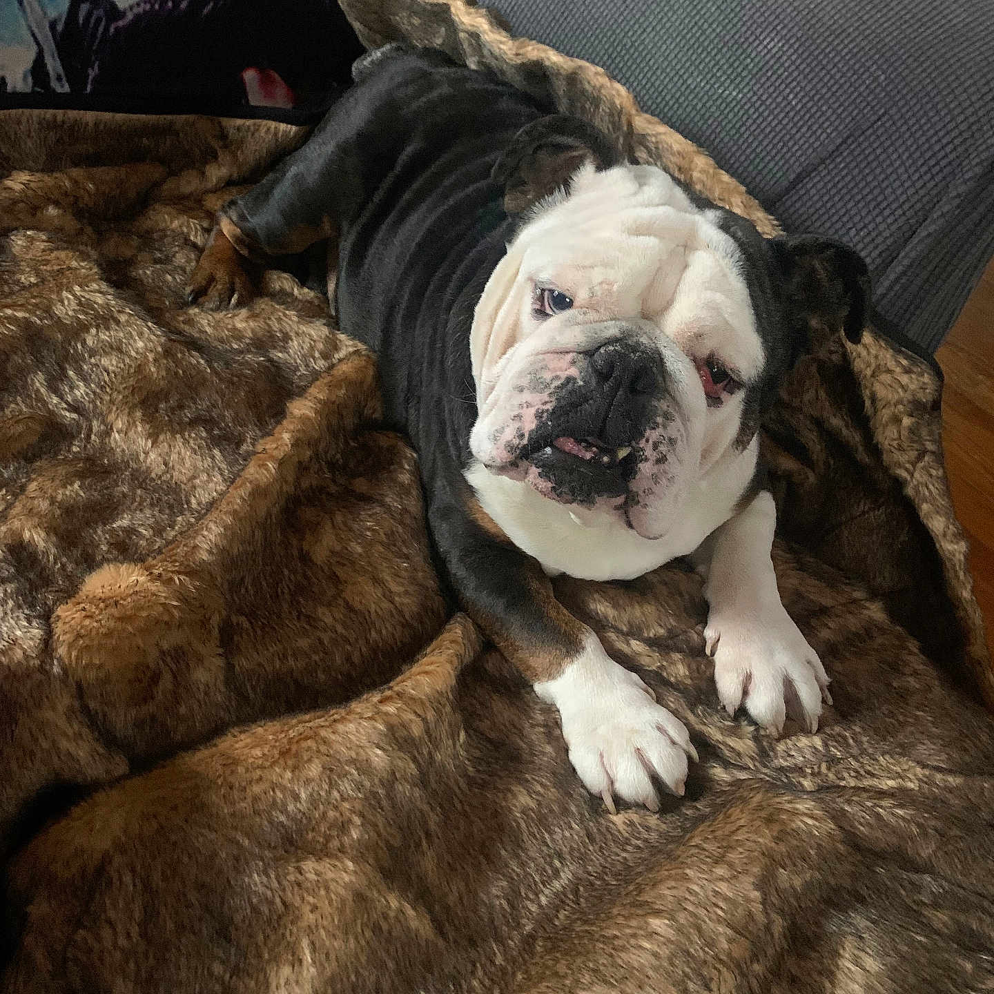 Rocky joined the competition — help win amazing prizes! animal, blanket, bostonbull, boxer, bulldog, canine, chair, clothing, couch, dog, frenchbulldog, furniture, hound, person, pet, pitbull, pug, puppy, quilt, sleeping