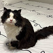 Shadow is registered to the contest to win money with this photo: cat, black_and_white, fluffy, bed, indoor, pet, animal, feline, curious, whiskers, tail, paws, fur, domestic_animal, cute, looking, resting, white_sheets, patterned_bedding, household