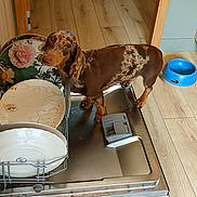 Ulysse participe au concours pour gagner de l'argent avec cette photo : animal, appliance, blue_bowl, cabinetry, clean_dishes, curious, dachshund, dishwasher, dog, domestic, flooring, household, indoors, kitchen, looking, pet, plates, standing, wooden_cabinets, wooden_floor