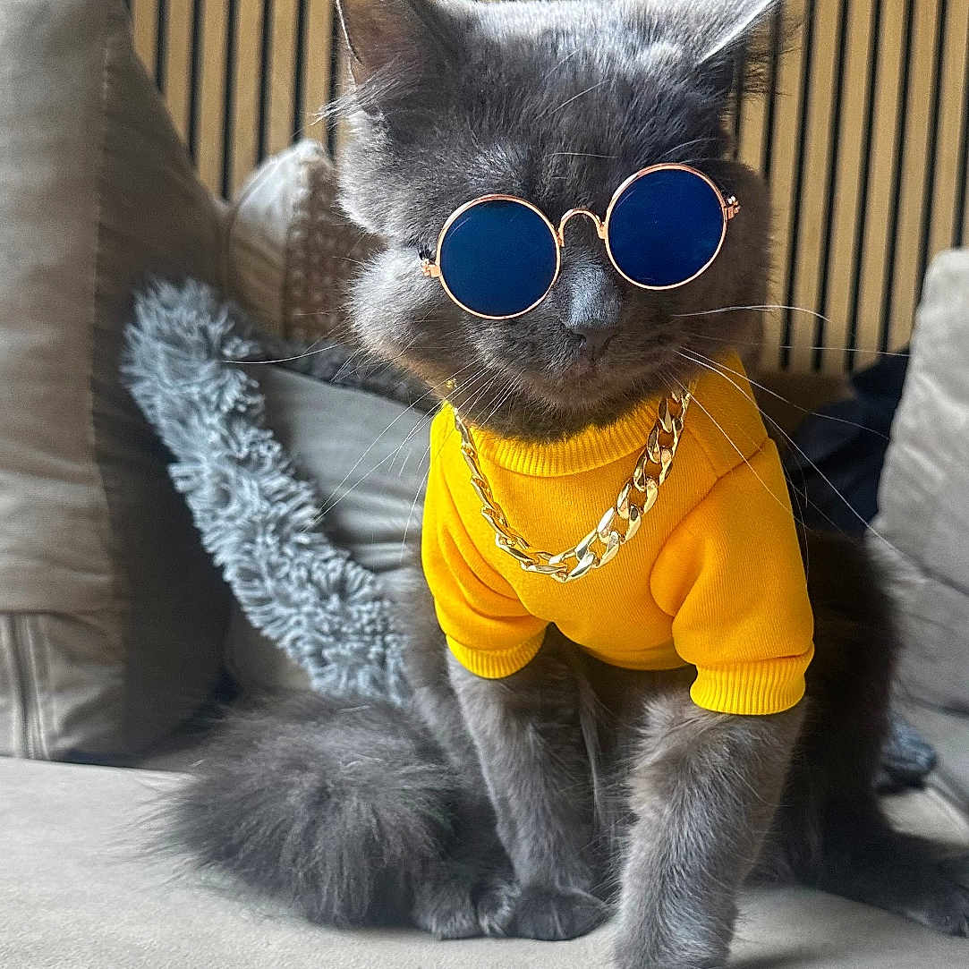 Theo joined the competition — help win amazing prizes! animal, cat, cool, couch, cute, domestic_cat, fashion, fluffy_tail, furniture, gold_chain, gray_cat, indoor, modern_interior, pet, portrait, sitting, sunglasses, whiskers, wooden_slats, yellow_sweater