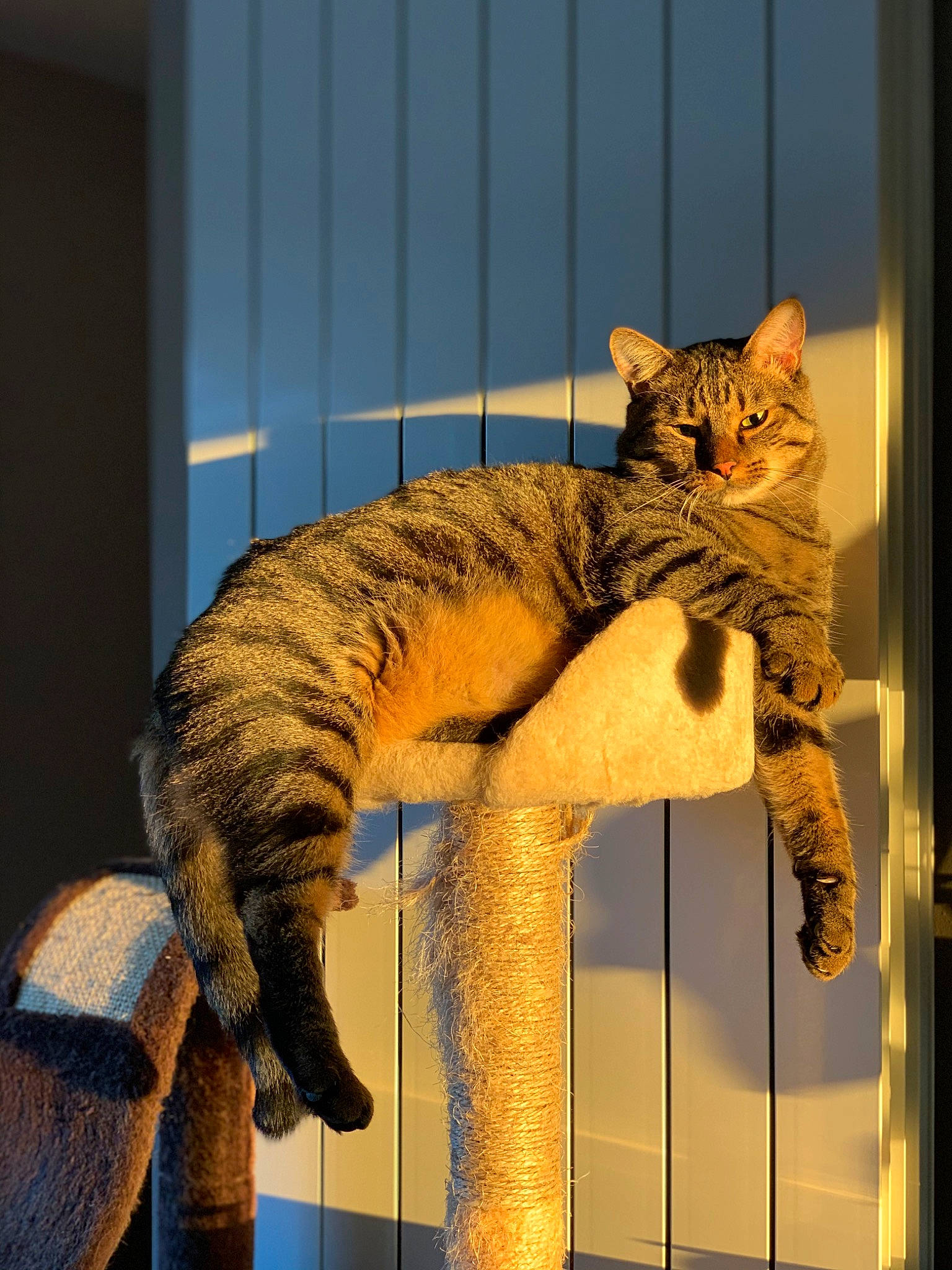 Lobster participe au concours pour gagner de l'argent avec cette photo : art, big_cats, carnivore, cat, claw, domestic_short_haired_cat, fawn, felidae, fur, metal, pattern, paw, small_to_medium_sized_cats, snout, tail, terrestrial_animal, tourist_attraction, whiskers, wildlife