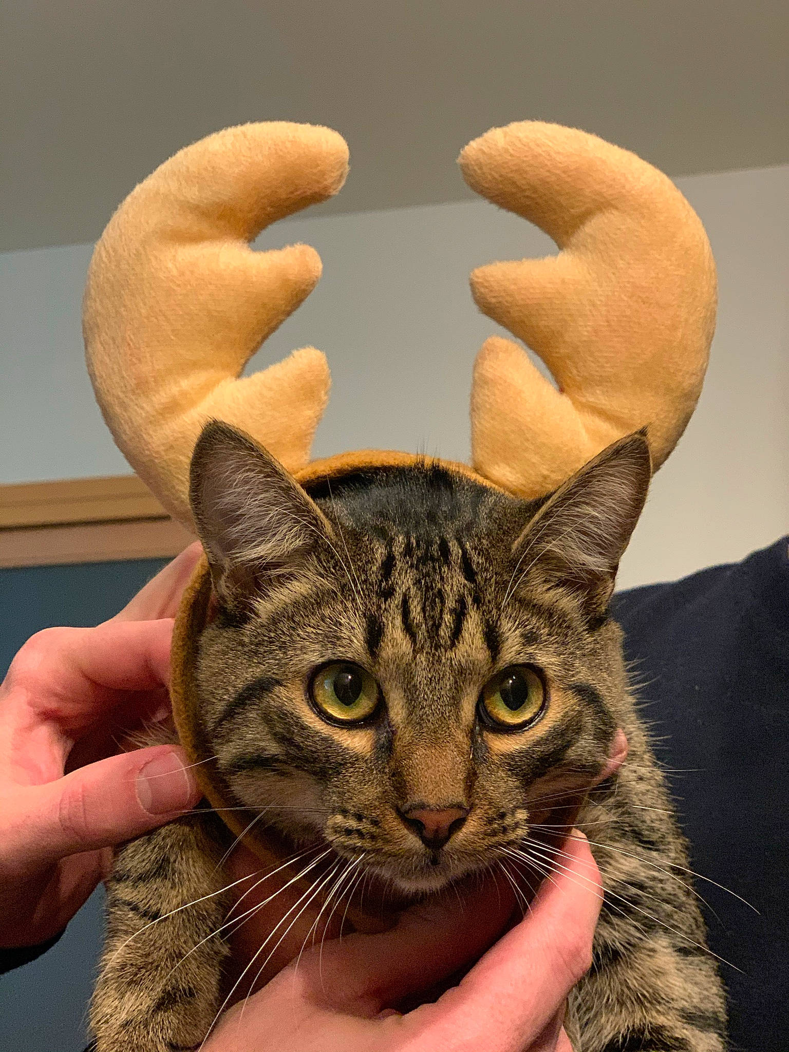 Lobster a rejoint le concours — aidez-le/la à gagner de superbes lots ! carnivore, cat, domestic_short_haired_cat, ear, fashion_accessory, felidae, finger, fur, gesture, hand, nail, small_to_medium_sized_cats, terrestrial_animal, thumb, whiskers, wildlife