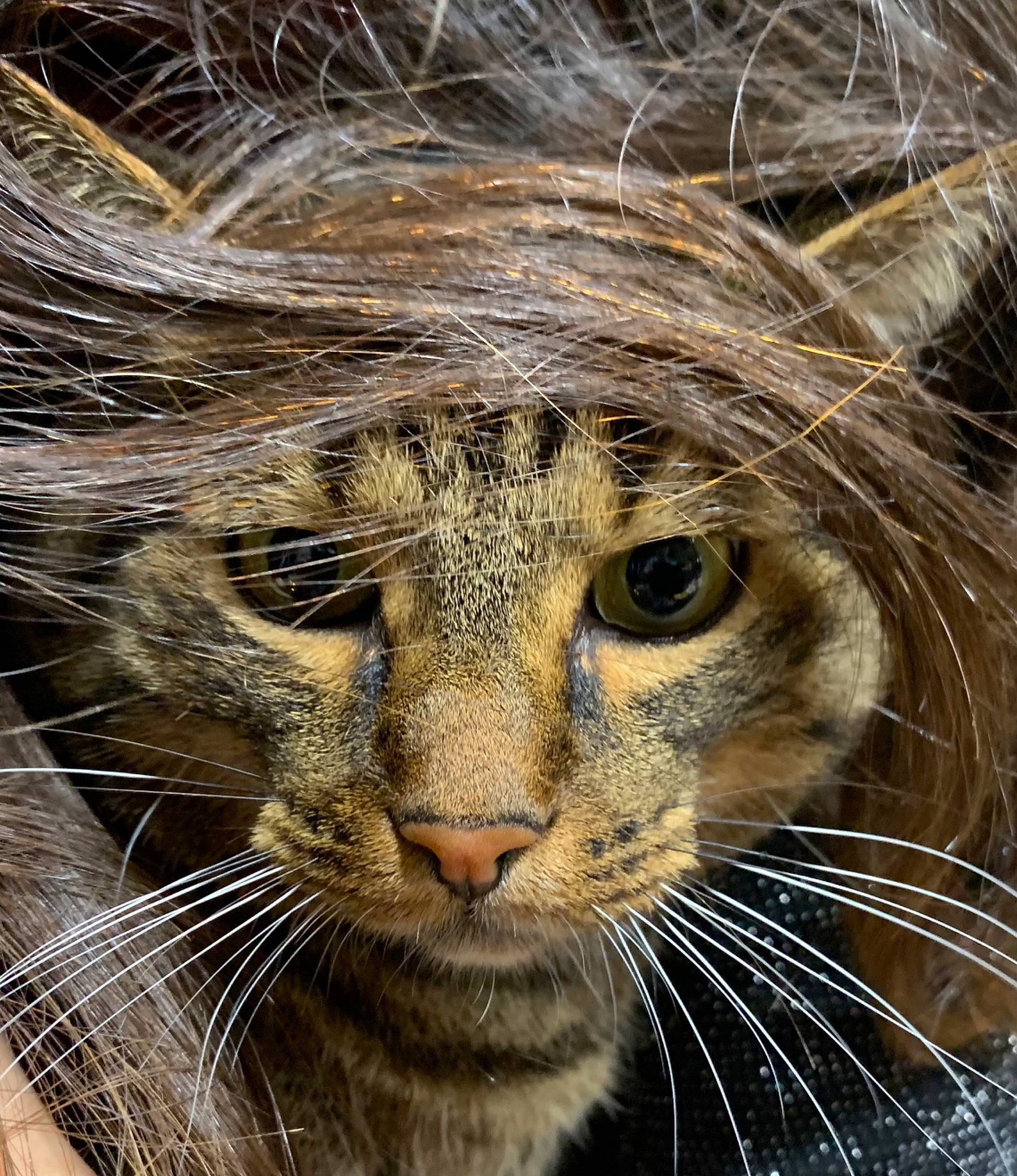 Lobster participe au concours pour gagner de l'argent avec cette photo : big_cats, carnivore, cat, close_up, eye, fawn, felidae, fur, grass, head, human_body, plant, small_to_medium_sized_cats, snout, terrestrial_animal, tree, trunk, whiskers, wildlife, zoo