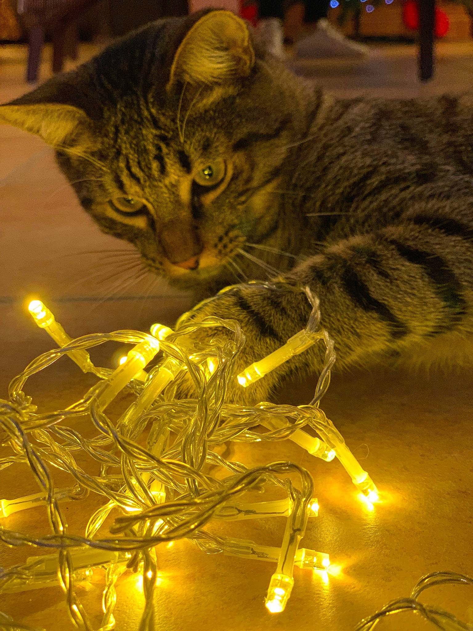 Lobster a rejoint le concours — aidez-le/la à gagner de superbes lots ! carnivore, cat, christmas_decoration, christmas_ornament, domestic_short_haired_cat, event, felidae, fur, grass, holiday, light, metal, night, ornament, plant, small_to_medium_sized_cats, twig, whiskers, winter, yellow