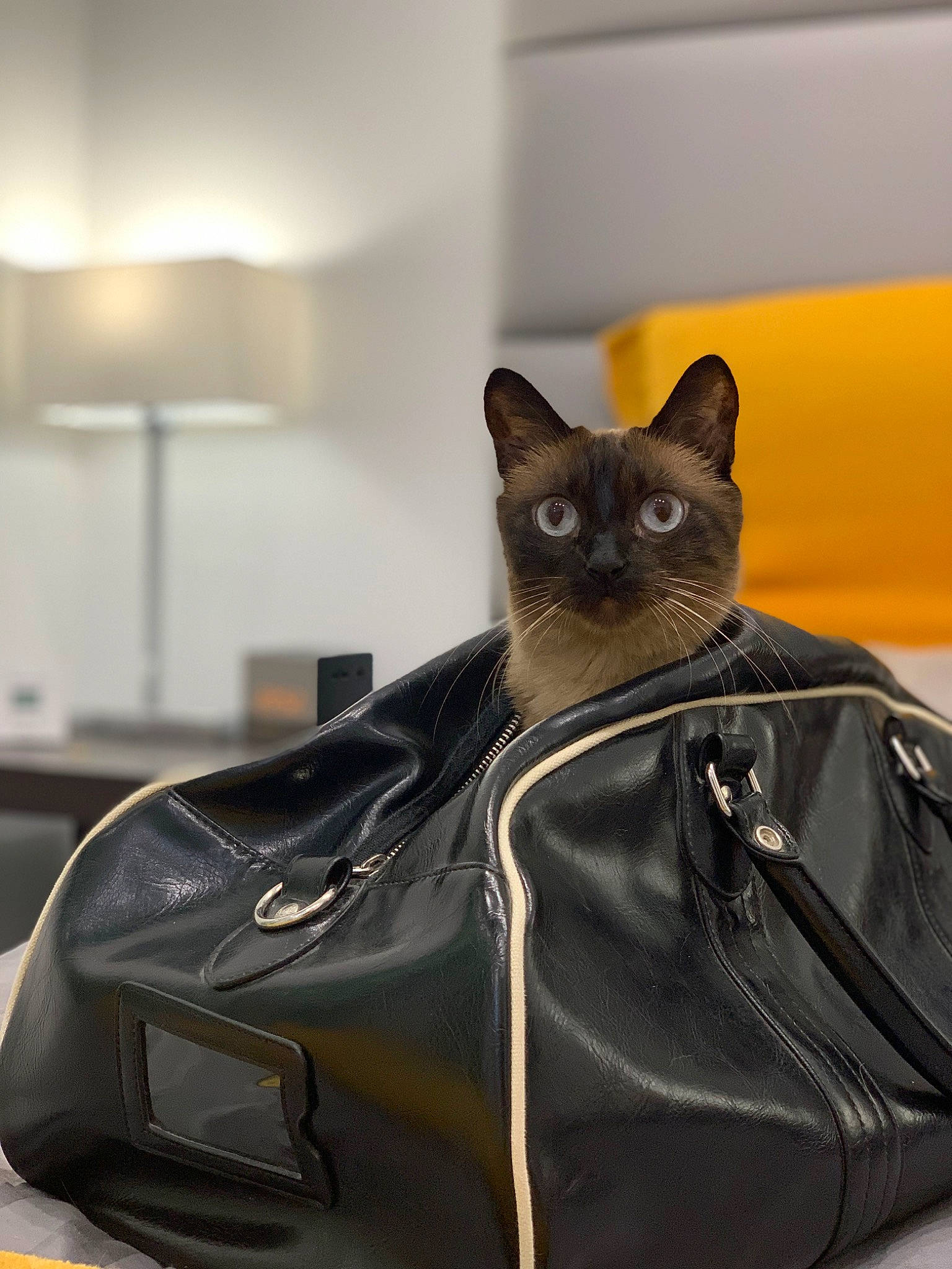 Chataigne participe au concours pour gagner de l'argent avec cette photo : bag, baggage, black_cat, bombay, carnivore, cat, domestic_short_haired_cat, felidae, fur, grey, leather, luggage_and_bags, metal, room, siamese, small_to_medium_sized_cats, snout, whiskers