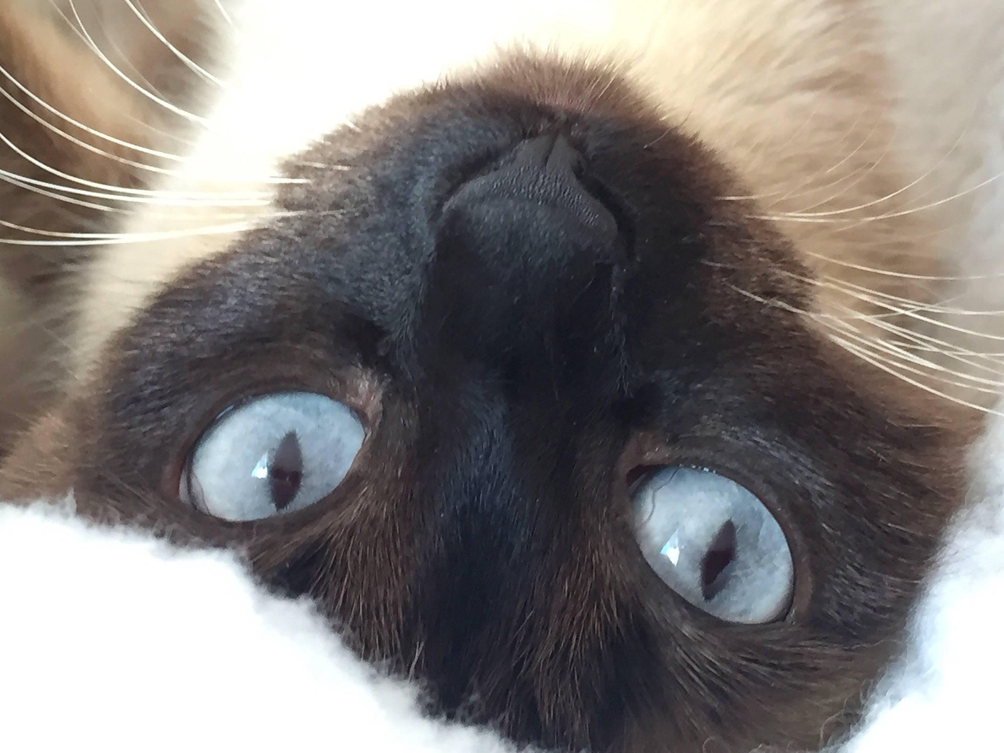 Chataigne a rejoint le concours — aidez-le/la à gagner de superbes lots ! balinese, carnivore, cat, close_up, domestic_short_haired_cat, ear, eyelash, felidae, fur, head, no_expression, siamese, small_to_medium_sized_cats, snout, terrestrial_animal, whiskers