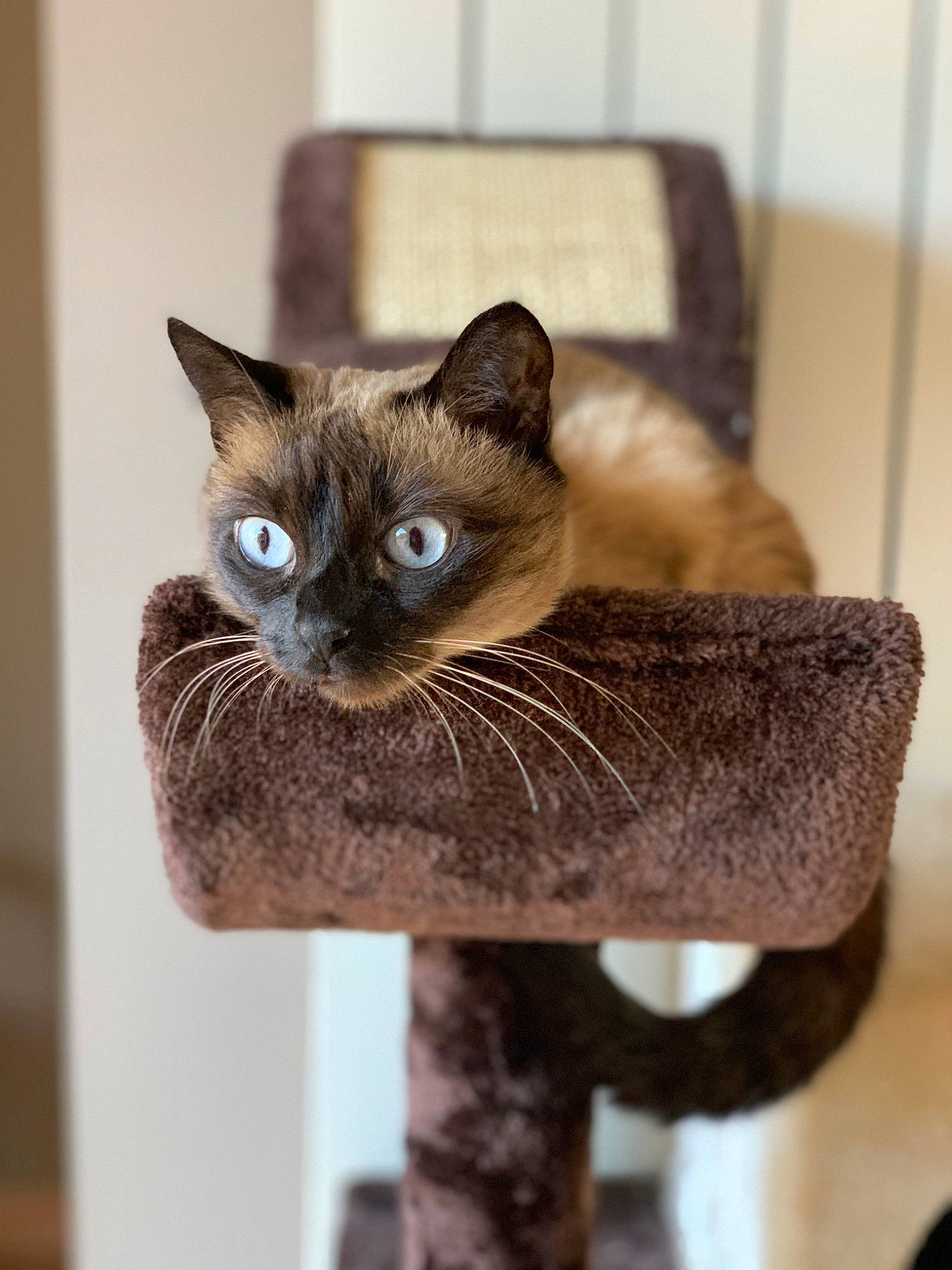 Chataigne participe au concours pour gagner de l'argent avec cette photo : carnivore, cat, cat_supply, domestic_short_haired_cat, fawn, felidae, fur, pet_supply, siamese, small_to_medium_sized_cats, snout, whiskers