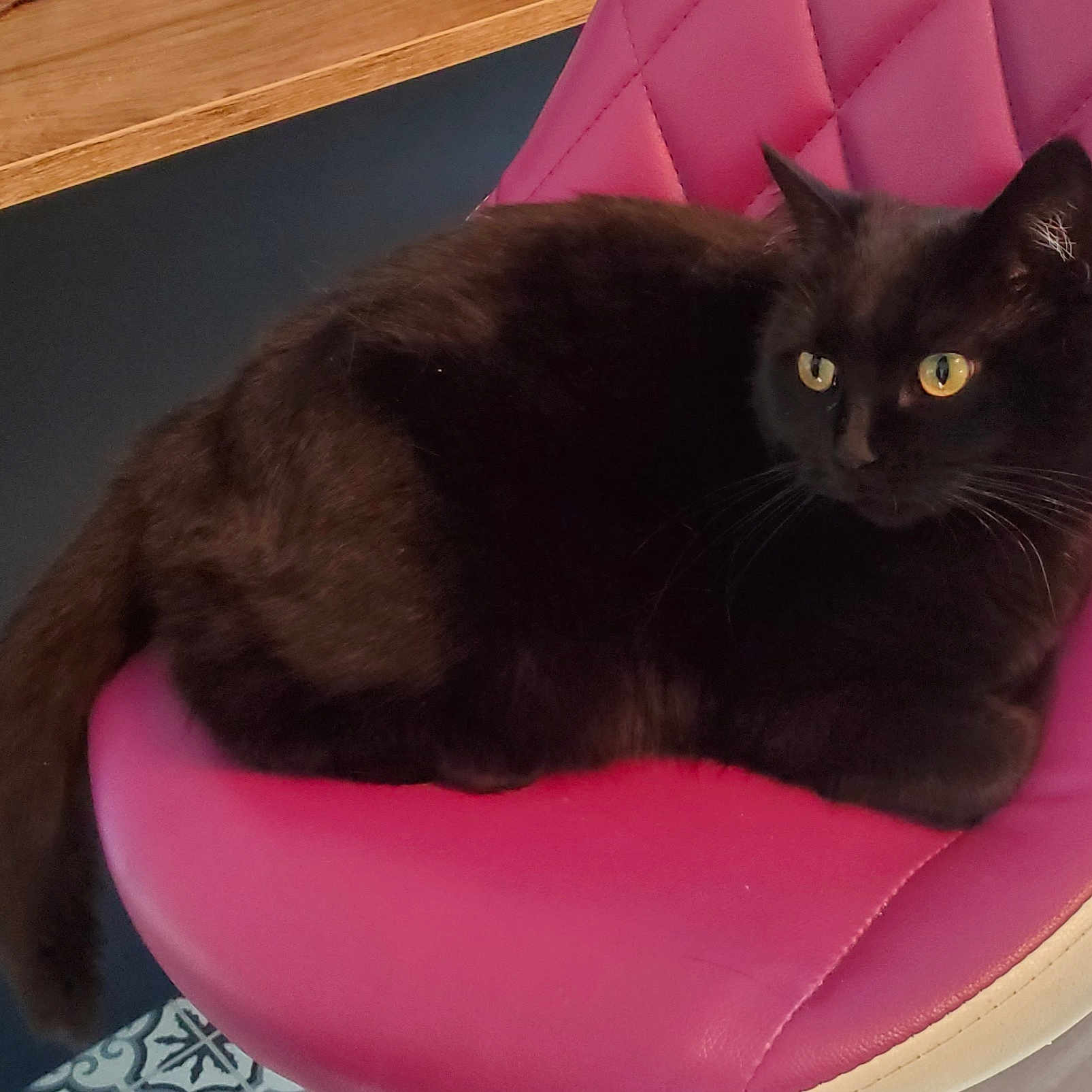 Lili a rejoint le concours — aidez-le/la à gagner de superbes lots ! abyssinian, animal, armchair, blackcat, cat, chair, cushion, furniture, homedecor, kitten, manx, pet