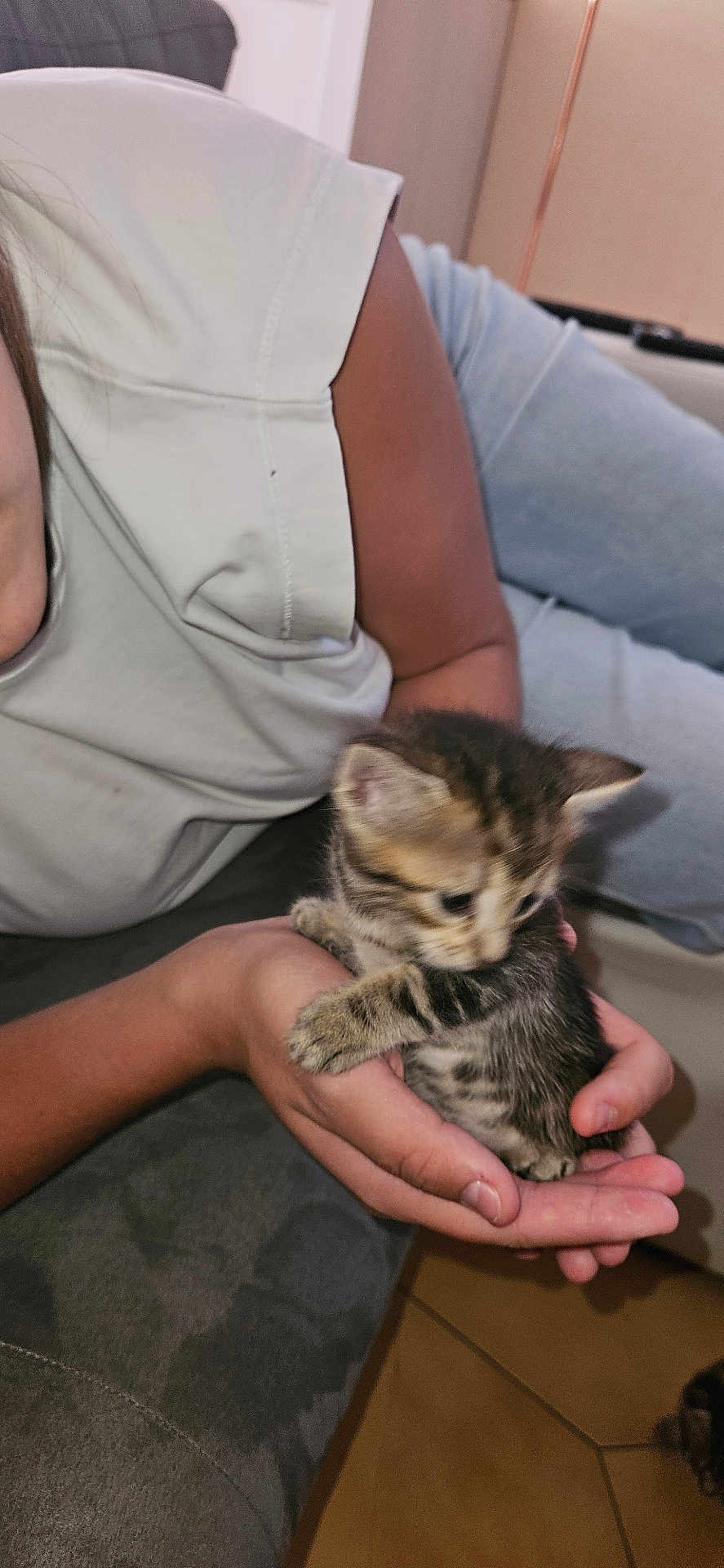Lena participe au concours pour gagner de l'argent avec cette photo : kitten, cat, hands, person, white_shirt, blue_jeans, couch, indoor, cute, small, furry, pet, striped, young, mammal, animal, holding, home, floor, seat