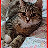 Wellow a rejoint le concours — aidez-le/la à gagner de superbes lots ! cat, kitten, tabby, pet, animal, feline, cute, paws, floral_blanket, indoor, close_up, resting, young, whiskers, ears, face, eyes, fur, cozy, holiday