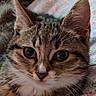 Wellow participe au concours pour gagner de l'argent avec cette photo : cat, tabby, close_up, whiskers, fur, ears, eyes, pet, animal, cute, indoor, resting, blanket, floral_pattern, soft_lighting, face, portrait, feline, curious, domestic_cat