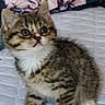 animal, bedspread, cat, curious, cute, domestic_animal, feline, fluffy, furry, indoor, kitten, looking_up, mammal, pet, portrait, quilt, small, tabby, white_paws, young_animal