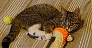 Wellow participe au concours pour gagner de l'argent avec cette photo : cat, kitten, tabby, white_paws, scratching_post, toy, yellow_ball, striped_background, beige_fabric, playful, pet, animal, cute, indoor, feline, claws, lying_down, young_cat, curious, whiskers