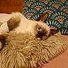 animal, cat, close_up, cozy, cute, ears, feline, fluffy_cushion, fur, home, indoor, lying_down, patterned_pillow, pet, pillow, relaxed, resting, siamese, soft, whiskers