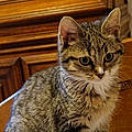 Isa A.