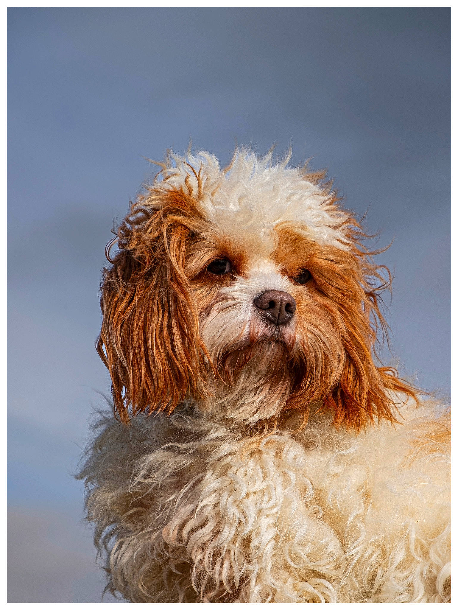 Wendy participe au concours pour gagner de l'argent avec cette photo : canidae, carnivore, companion_dog, dog, dog_breed, fur, hat, liver, maltepoo, non_sporting_group, small_terrier, snout, sporting_group, terrier, toy_dog, water_dog, working_animal