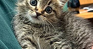 Chihiro joined the competition — help win amazing prizes! animal, cat, closeup, comfort, cozy, curious, cute, domestic, eyes, fur, furry, hand, holding, indoor, kitten, person, pet, tabby, whiskers, young
