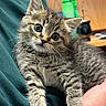 Chihiro joined the competition — help win amazing prizes! kitten, cat, tabby, pet, animal, furry, cute, indoor, closeup, person, holding, hand, fur, whiskers, young, domestic, curious, eyes, cozy, comfort