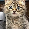 Chihiro is registered to the contest to win money with this photo: kitten, cat, tabby, fur, whiskers, blue_eyes, close_up, pet, animal, cute, curious, young, indoor, soft, mammal, portrait, feline, small, adorable, face