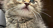 Chihiro is registered to the contest to win money with this photo: kitten, cat, tabby, blue_eyes, whiskers, close_up, fur, pet, animal, cute, curious, portrait, young, small, feline, indoor, soft_lighting, fluffy, adorable, expressive