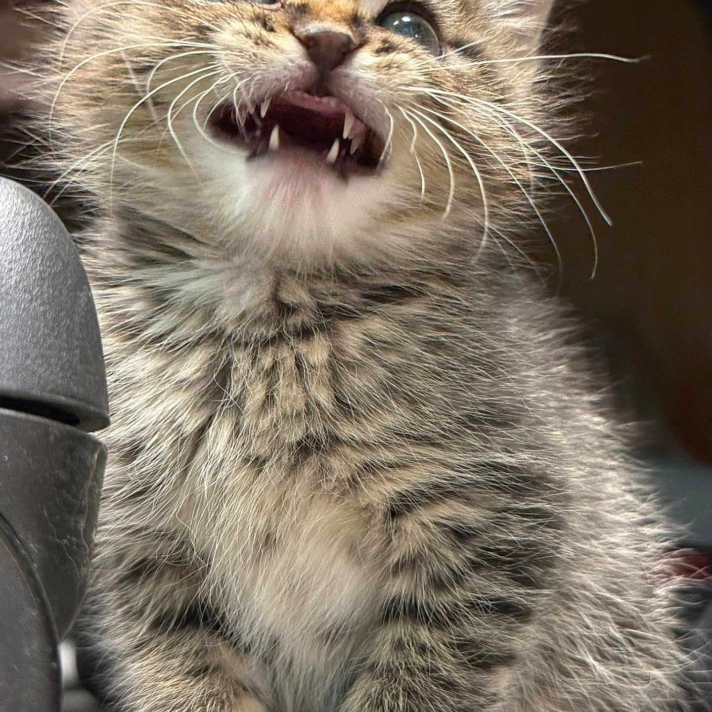 Chihiro is registered to the contest to win money with this photo: kitten, cat, feline, fur, blue_eyes, whiskers, teeth, close_up, cute, pet, animal, mammal, young, small, sitting, indoor, fluffy, tabby, playful, expression