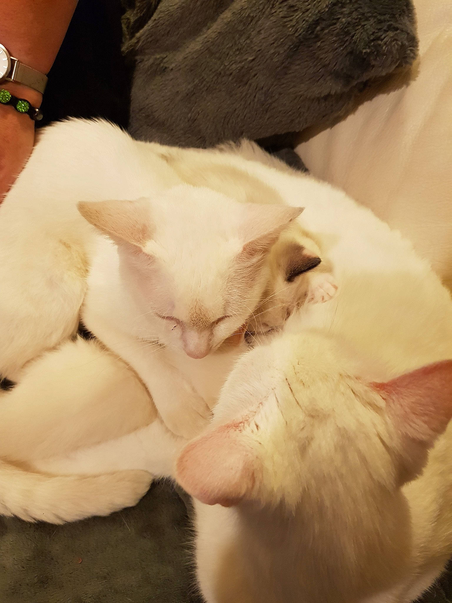 Albus participe au concours pour gagner de l'argent avec cette photo : burmilla, carnivore, cat, fawn, felidae, fur, kitten, paw, skin, small_to_medium_sized_cats, tail, turkish_van, whiskers