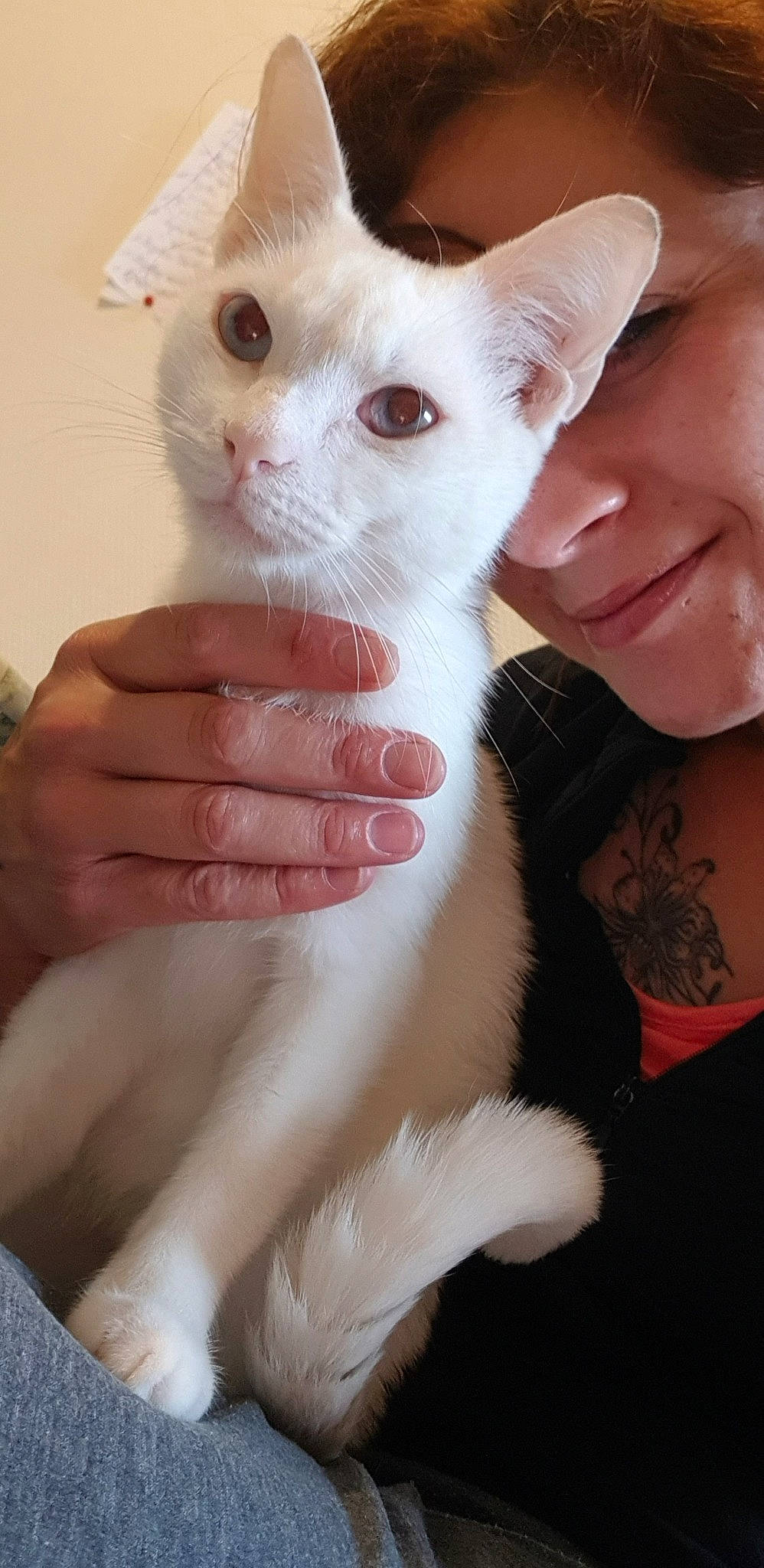 Albus participe au concours pour gagner de l'argent avec cette photo : carnivore, cat, colorpoint_shorthair, cornish_rex, ear, fawn, felidae, german_rex, hand, javanese, khao_manee, mammal, oriental_longhair, oriental_shorthair, skin, small_to_medium_sized_cats, turkish_angora, turkish_van, vertebrate, whiskers