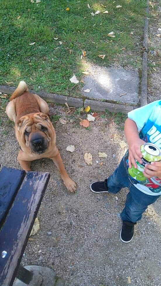 Eliot a rejoint le concours — aidez-le/la à gagner de superbes lots ! boerboel, bullmastiff, canidae, carnivore, companion_dog, dog, dog_breed, fawn, mammal, non_sporting_group, ori_pei, shar_pei