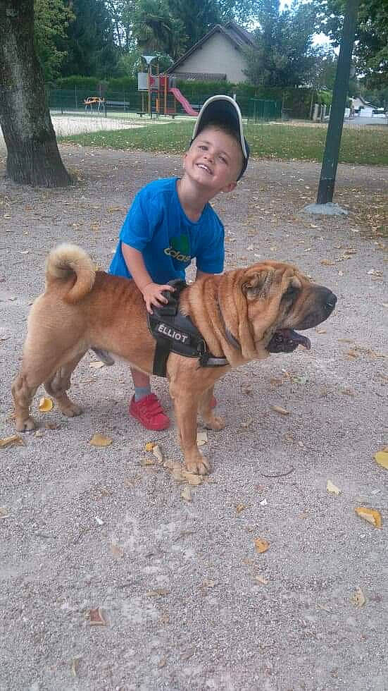 Eliot a rejoint le concours — aidez-le/la à gagner de superbes lots ! ancient_dog_breeds, boerboel, canidae, carnivore, dog, dog_breed, fawn, mammal, non_sporting_group, perro_de_presa_mallorquin, shar_pei, sporting_group, vertebrate, working_dog