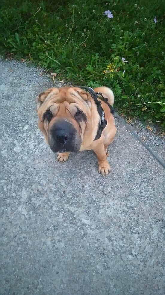 Eliot a rejoint le concours — aidez-le/la à gagner de superbes lots ! canidae, carnivore, dog, dog_breed, fawn, mammal, molosser, non_sporting_group, ori_pei, perro_de_presa_mallorquin, shar_pei, snout, vertebrate