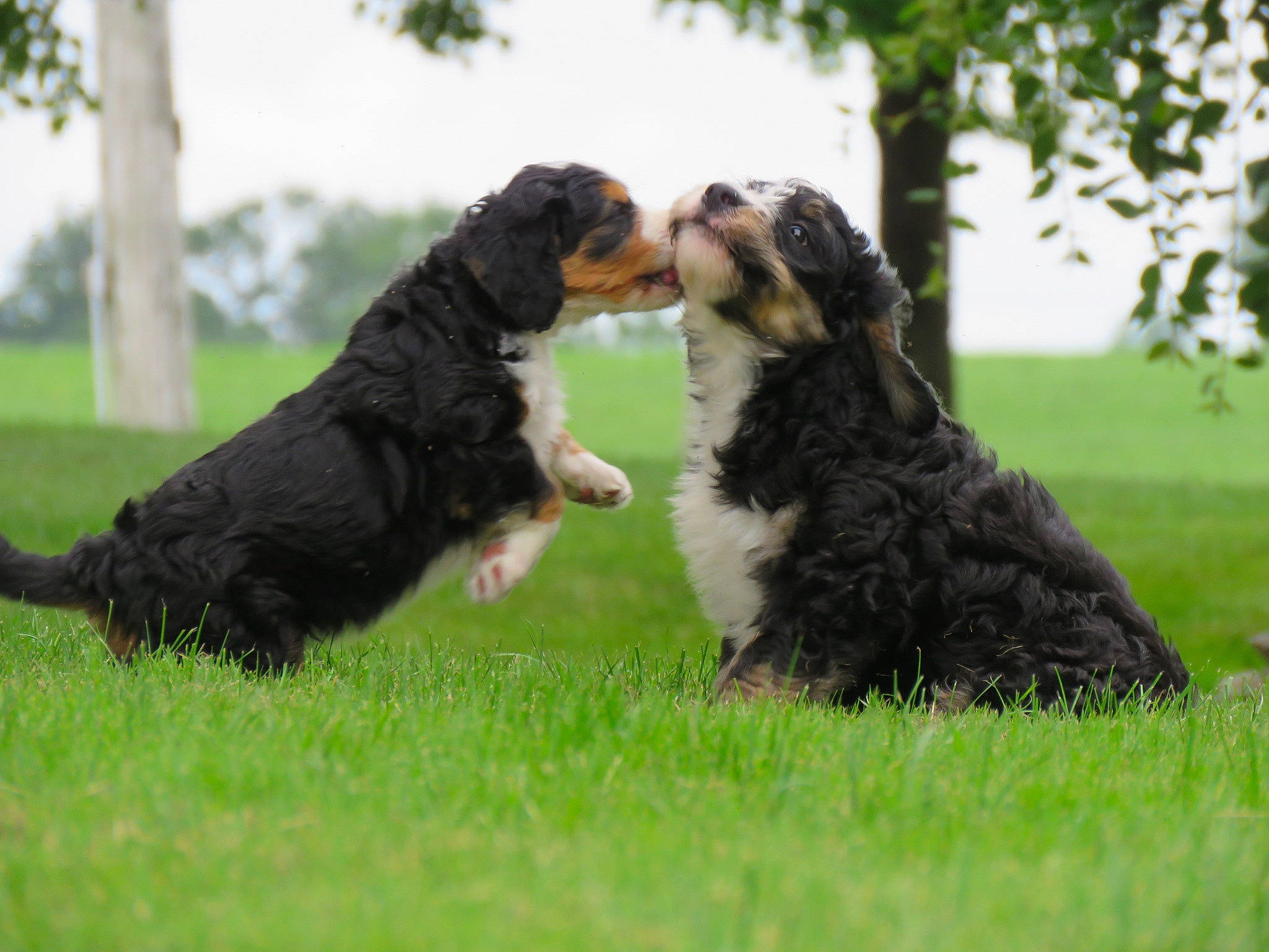 Layla And Jessi is registered to the contest to win money with this photo: canidae, carnivore, companion_dog, dog, dog_breed, dog_sports, formal_wear, fur, gesture, giant_dog_breed, grass, grassland, guard_dog, gun_dog, herding_dog, hunting_dog, sharing, sporting_group, tree, working_dog
