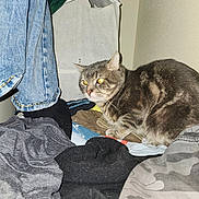 Smoky joined the competition — help win amazing prizes! animal, cat, closet, clothes, cozy, curious, denim, fabric, flash, fur, home, indoor, jeans, pet, pile, sitting, striped, tabby_cat, whiskers, yellow_eyes
