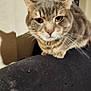 Smoky is registered to the contest to win money with this photo: animal, blurred, cat, close_up, curious, domestic_cat, ears, eyes, face, feline, fur, indoor, looking, mammal, pet, portrait, resting, shadow, tabby, whiskers
