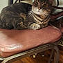 Smoky joined the competition — help win amazing prizes! animal, brown, cat, chair, curious, cushion, domestic, ears, furniture, indoor, mammal, paws, pet, relaxed, sitting, striped, tabby_cat, table, whiskers, wooden_floor