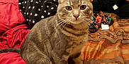 Smoky joined the competition — help win amazing prizes! animal, bedspread, blanket, books, bookshelf, cat, cozy, curious, fur, furniture, heater, home, indoor, patterned, pet, plush_toy, sitting, striped, tabby, whiskers