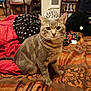 animal, bedspread, blanket, books, bookshelf, cat, cozy, curious, fur, furniture, heater, home, indoor, patterned, pet, plush_toy, sitting, striped, tabby, whiskers