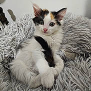 Bella participe au concours pour gagner de l'argent avec cette photo : kitten, cat, calico, pet, fur, fluffy, animal, cute, young, domestic, whiskers, paws, tail, resting, blanket, soft, indoor, relaxed, curious, closeup