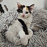 kitten, cat, calico, pet, fur, fluffy, animal, cute, young, domestic, whiskers, paws, tail, resting, blanket, soft, indoor, relaxed, curious, closeup
