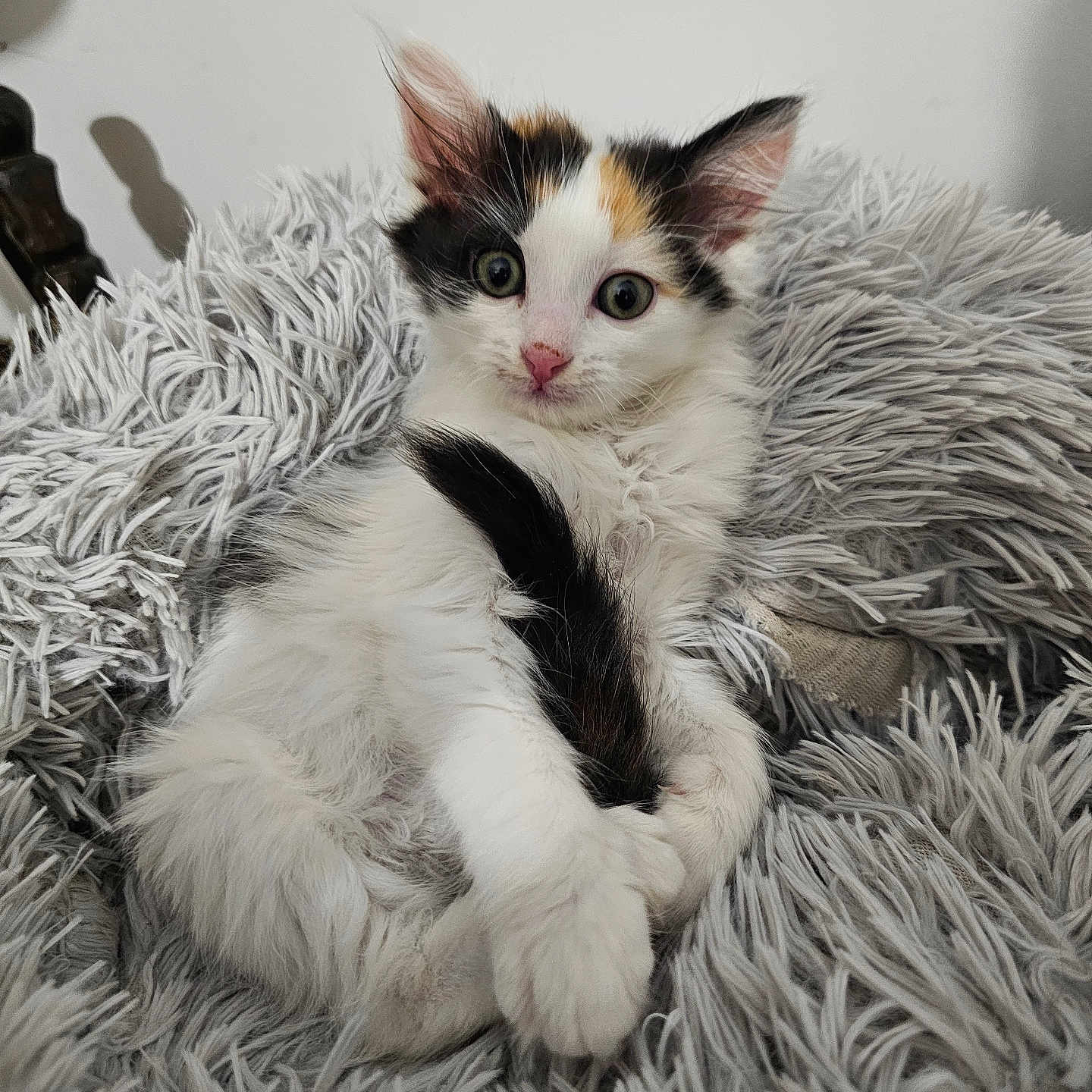 Bella participe au concours pour gagner de l'argent avec cette photo : kitten, cat, calico, pet, fur, fluffy, animal, cute, young, domestic, whiskers, paws, tail, resting, blanket, soft, indoor, relaxed, curious, closeup