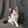 Bella participe au concours pour gagner de l'argent avec cette photo : kitten, cat, calico, fluffy, pet, animal, feline, cute, young, sitting, indoor, gray_background, fur, whiskers, pink_nose, ears, curious, eyes, portrait, cozy