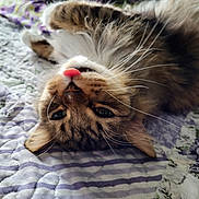 Chauncey is registered to the contest to win money with this photo: cat, tabby, tongue_out, upside_down, fur, whiskers, bed, quilt, striped, purple, white, cozy, pet, cute, playful, relaxed, indoor, animal, feline, closeup