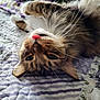cat, tabby, tongue_out, upside_down, fur, whiskers, bed, quilt, striped, purple, white, cozy, pet, cute, playful, relaxed, indoor, animal, feline, closeup